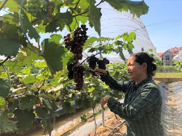 Nho Hạ đen là một trong những giống cây nhập ngoại có giá trị kinh tế cao.