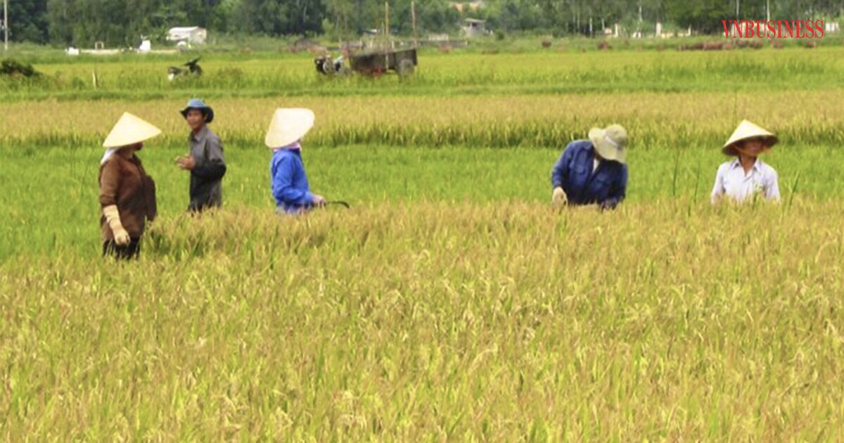 Thu hoạch lúa trên cánh đồng mẫu lớn tại HTX Thượng Phong, xã Phong Thủy, huyện Lệ Thủy, tỉnh Quảng Bình