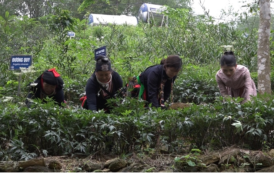 Thiếu đất sản xuất khiến các HTX thuốc Nam của người Dao ở Ba Vì khó phát triển chuỗi giá trị bền vững.