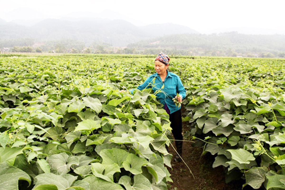 Các hộ trồng su su ở Làng Hà đang chuyển đổi sản xuất theo hướng hữu cơ, VietGAP (Ảnh TL).