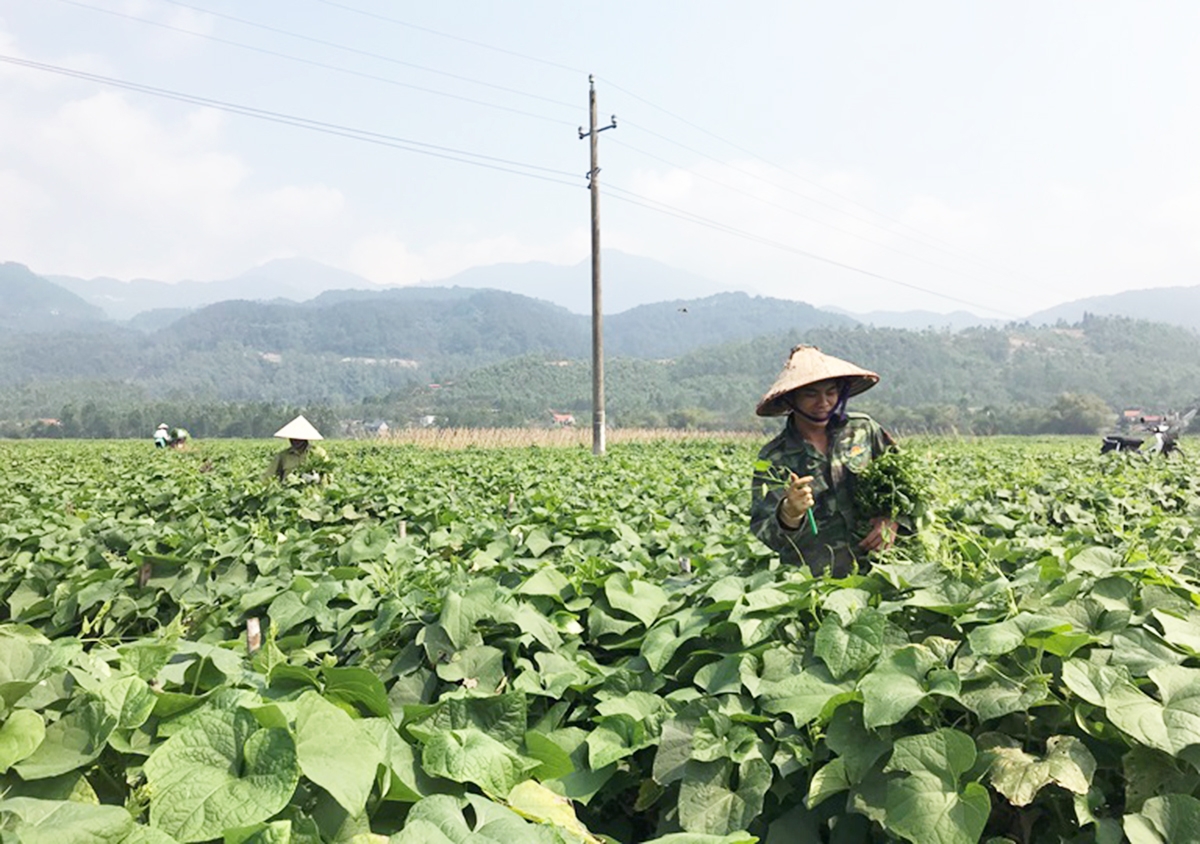 Cần sự đồng hành của địa phương để giúp người dân khơi thông thị trường (Ảnh TL).