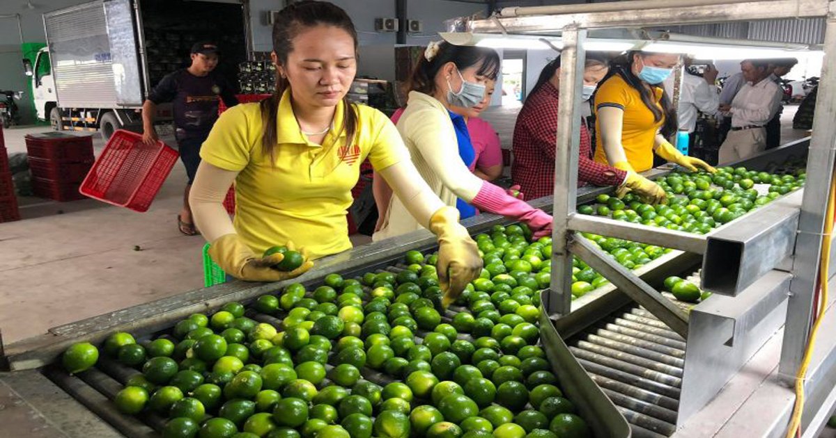 Dây chuyền sơ chế chanh trước khi xuất khẩu của HTX Bến Lức