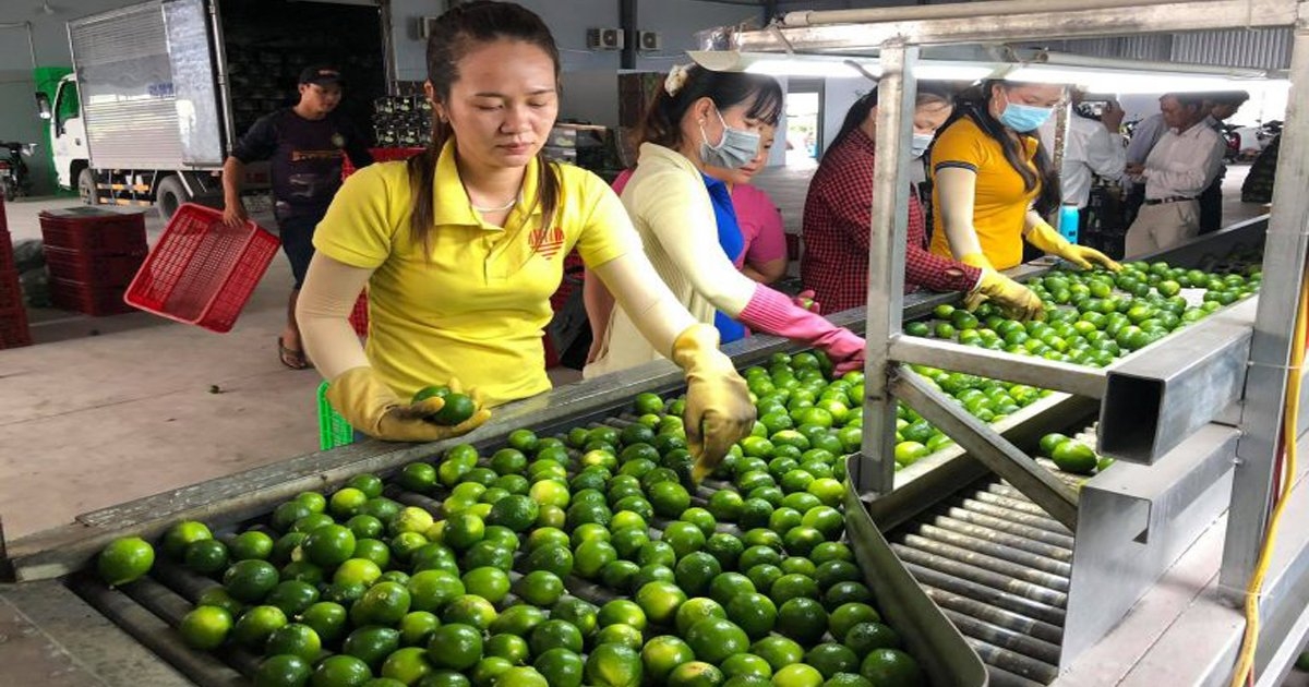 Dây chuyền sơ chế chanh trước khi xuất khẩu của HTX Bến Lức