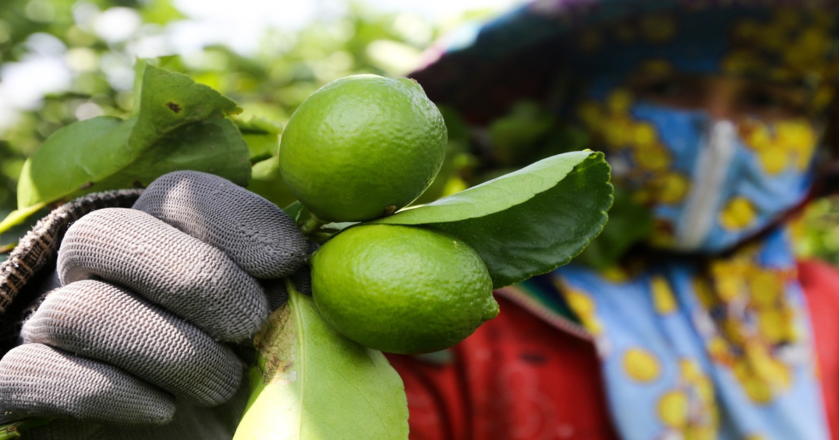 “Thủ phủ chanh” ứng dụng công nghệ cao đang mở ra nhiều cơ hội phát triển cho nông dân ở xã Lương Hòa, huyện Bến Lức