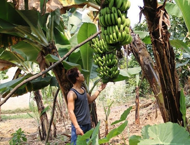 Chuối già lùn mang lại thu nhập khá cho thành viên HTX Sản xuất và kinh doanh nông sản an toàn A Lưới.