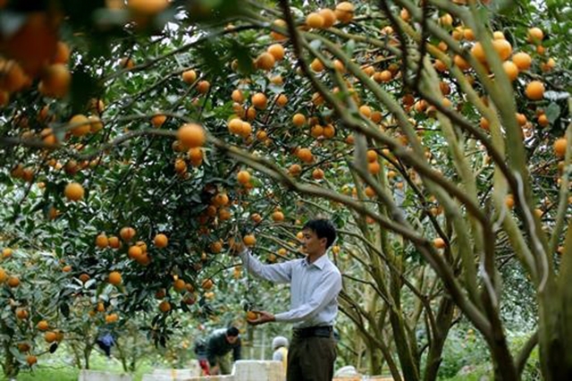Đồng bào dân tộc huyện Cao Phong ngày càng no ấm từ sản đặc sản cam Cao Phong.