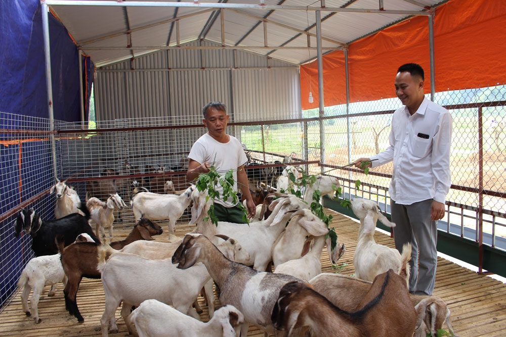 Chăn nuôi sạch, đảm bảo an toàn giúp sản phẩm dê núi của HTX nông nghiệp Hòa Bình ngày càng giá trị và mở rộng thị trường tiêu thụ.