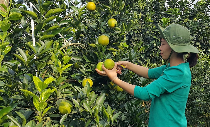 Cam Cao Phòng ngày càng nâng tầm thương hiệu và giá trị nhờ chế biến sâu và trở thành sản phẩm OCOP.