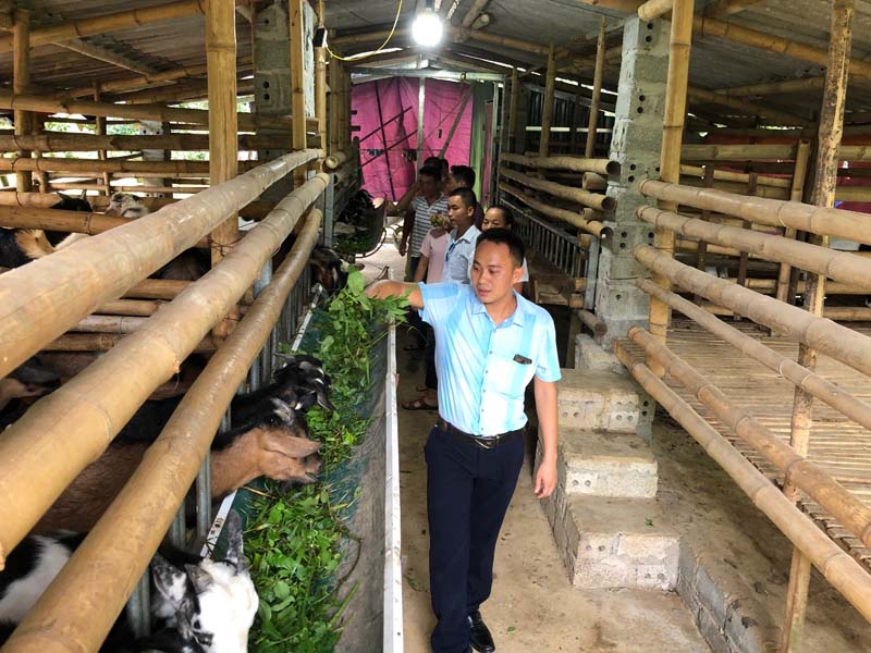 Sản phẩm dê núi sạch nhờ HTX nông nghiệp Hòa Bình chăn nuôi đảm bảo khoa học kỹ thuật.