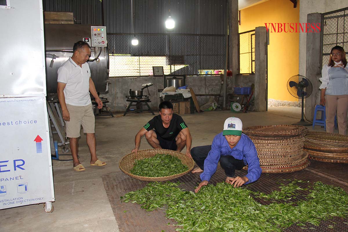 Chủ tịch UBND huyện Na Hang Tô Viết Hiệp: Huyện sẽ chỉ đạo thành lập Liên hiệp HTX để làm đầu mối sản xuất, chế biến, tiêu thụ chè theo tiêu chuẩn, chất lượng và giá cả, từ đó tạo nên sự thống nhất về thương hiệu chè Shan tuyết Na Hang.