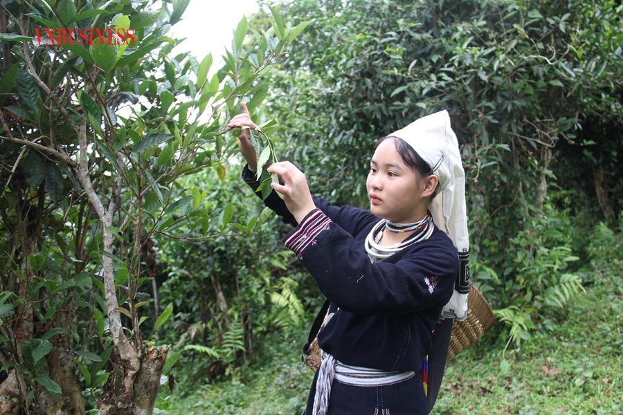 Người lao động của HTX Sơn trà đang thu hái chè.