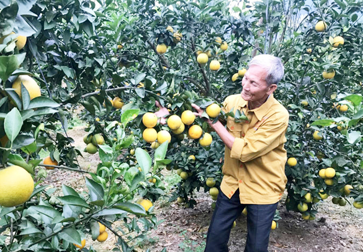 Xã sẽ tiếp tục hỗ trợ phát triển kinh tế trang trại nhằm phát huy lợi thế về khí hậu, thổ nhưỡng, con người ở địa phương (Ảnh TL).