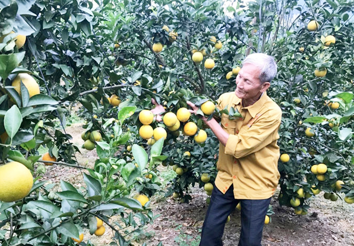 Xã sẽ tiếp tục hỗ trợ phát triển kinh tế trang trại nhằm phát huy lợi thế về khí hậu, thổ nhưỡng, con người ở địa phương (Ảnh TL).