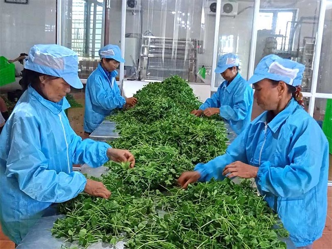 Chú trọng sơ chế giúp nâng cao chất lượng rau má khi cung cấp ra thị trường.