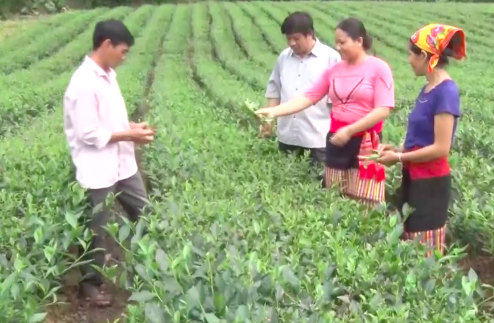 Xây dựng vùng nguyên liệu chè quy mô lớn để nâng cao đời sống cho bà con dân tộc.