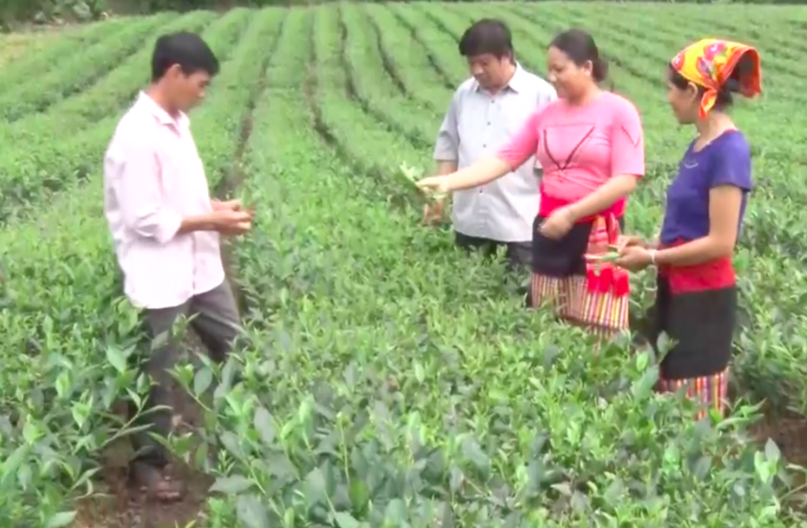 Xây dựng vùng nguyên liệu chè quy mô lớn để nâng cao đời sống cho bà con dân tộc.