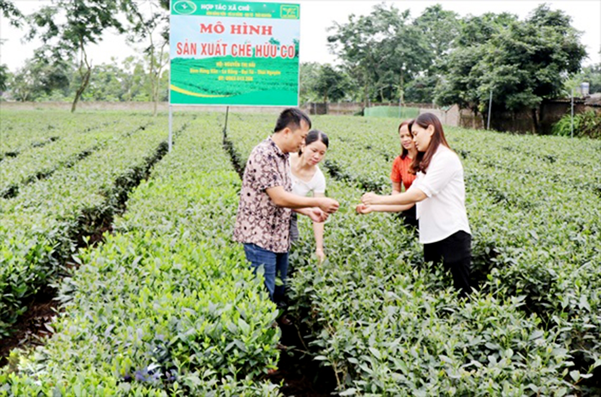 Nông dân Đại Từ được dạy nghề đúng hướng, tự tin sản xuất (Ảnh TL).