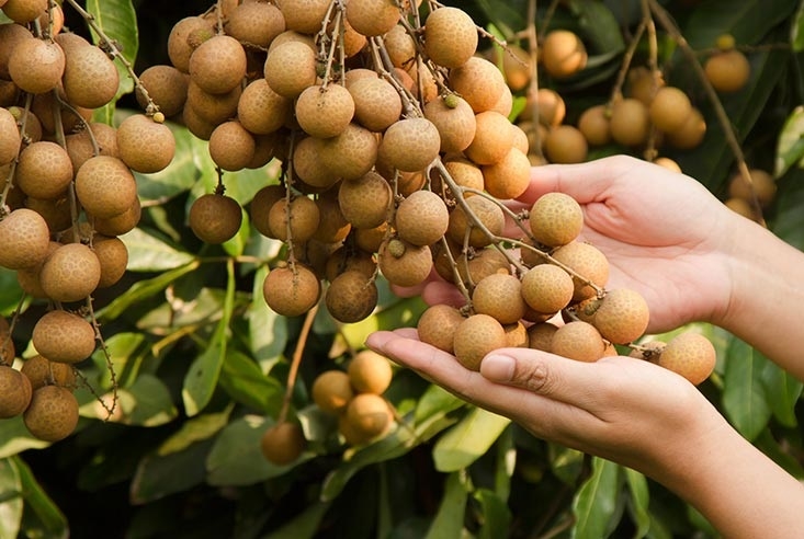 Trồng nhãn theo quy trình VietGAP giúp bảo đảm tiêu chuẩn xuất khẩu.