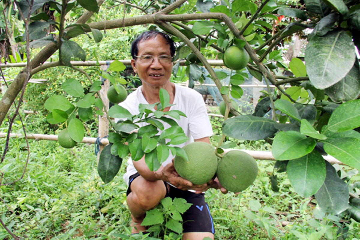 Bưởi da xanh đang khẳng định giá trị trên vùng núi Hương Sơn (Ảnh BHT).