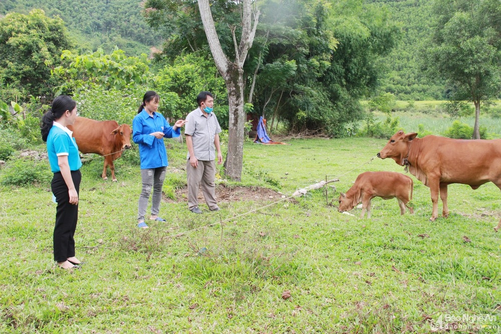 Để hỗ trợ thanh niên trên địa bàn tìm kiếm việc làm, Ban Thường vụ Huyện đoàn Anh Sơn chỉ đạo các Đoàn cơ sở vùng có thanh niên dân tộc thiểu số chủ động khảo sát, nắm bắt nhu cầu học tập.