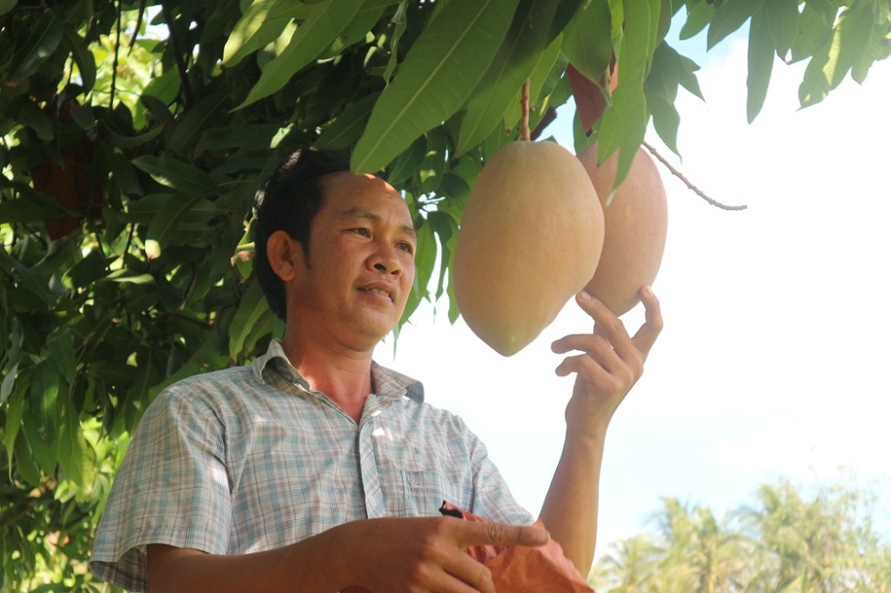 Sản xuất theo tiêu chuẩn an toàn giúp nâng cao giá trị xoài cát hồng.