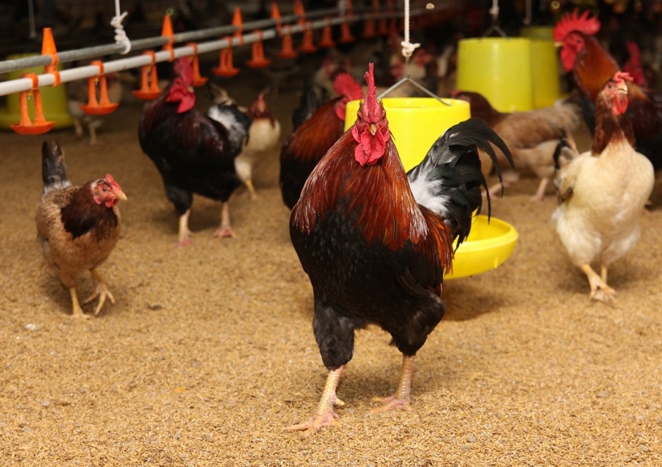 Công nghệ đệm lót sinh học giúp nâng cao hiệu quả chăn nuôi gà.