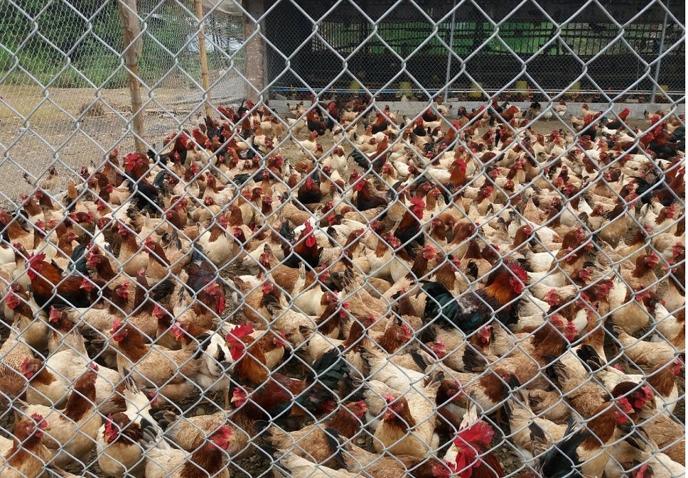 Khu vực nuôi được quây lưới để thuận lợi cho việc quản lý và hạn chế dịch bệnh,