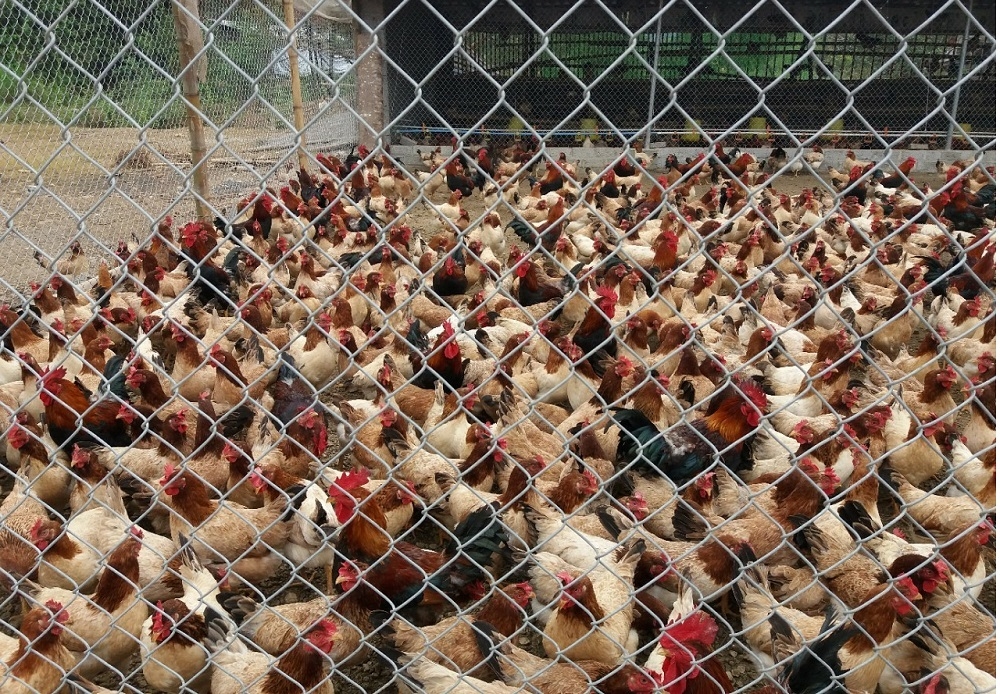 Khu vực nuôi được quây lưới để thuận lợi cho việc quản lý và hạn chế dịch bệnh,