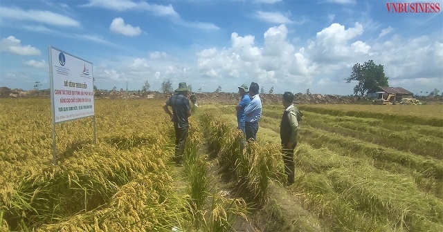 Mô hình liên kết sản xuất lúa hữu cơ chất lượng cao của HTX nông nghiệp Thạnh Hòa.