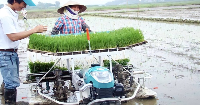 HTX Nhân Lý tổ chức sản xuất mạ khay, máy cấy tập trung phục vụ sản xuất vụ Mùa năm 2021