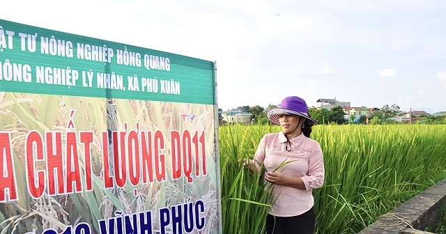Việc liên kết sản xuất lúa hàng hóa đã tạo nên thương hiệu gạo ngon Phú Xuân trên thị trường