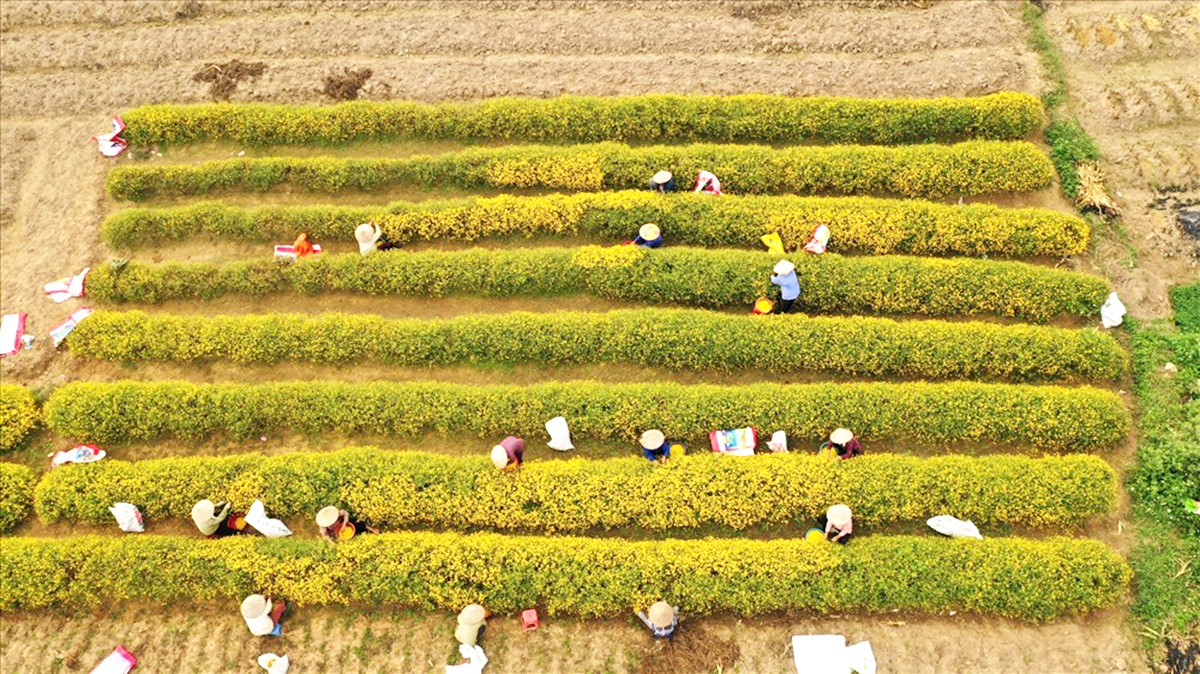 HTX đang hướng tới nông nghiệp kết hợp du lịch trải nghiệm (Ảnh TL).
