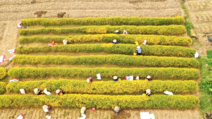 HTX đang hướng tới nông nghiệp kết hợp du lịch trải nghiệm (Ảnh TL).