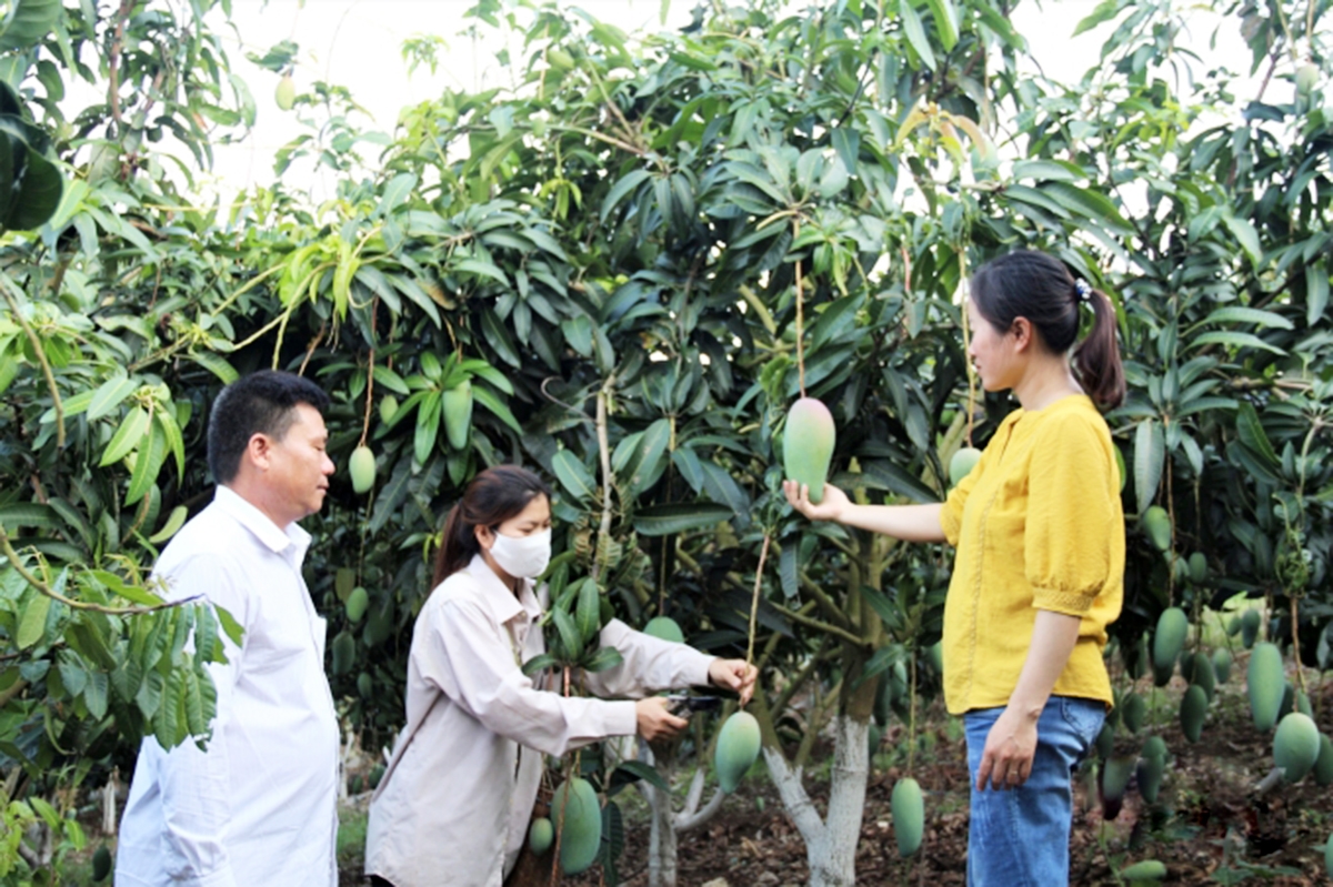 Gia tăng hàm lượng kỹ thuật giúp nông dân nâng cao năng suất, chất lượng sản phẩm, ổn định giá bán (Ảnh TL).