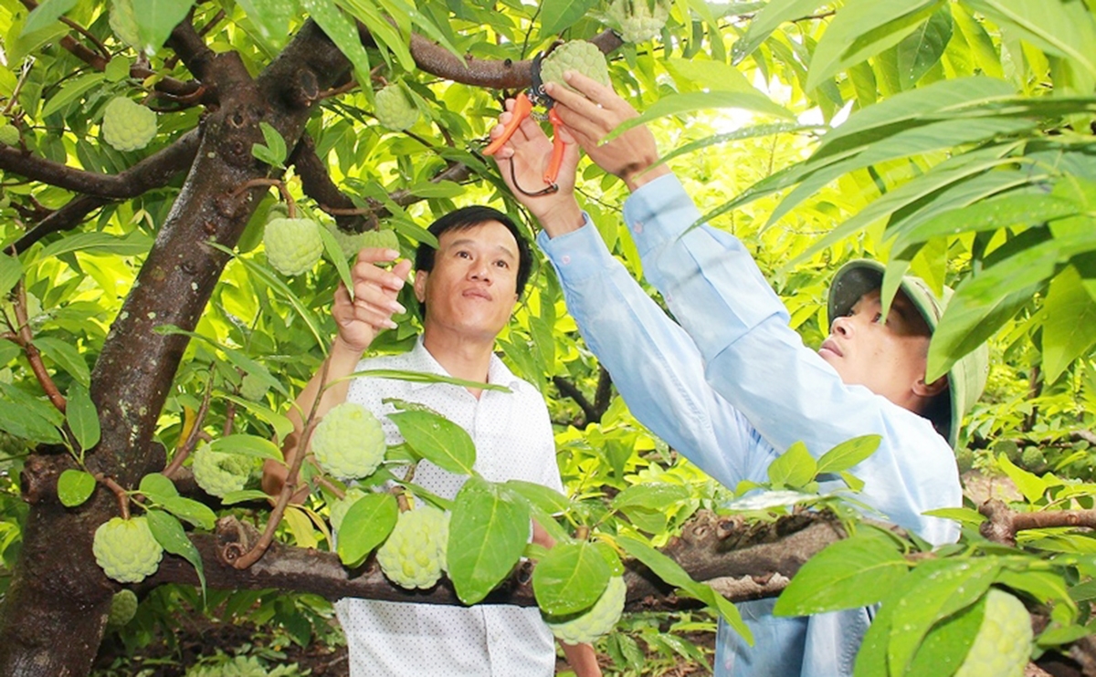 Cần thêm động lực mở rộng các vùng trồng công nghệ cao, hình thành chuỗi giá trị sản xuất (Ảnh TL).