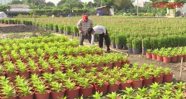 Các HTX đang là đầu tàu trong liên kết sản xuất, góp phần xóa đói, giảm nghèo ở địa phương