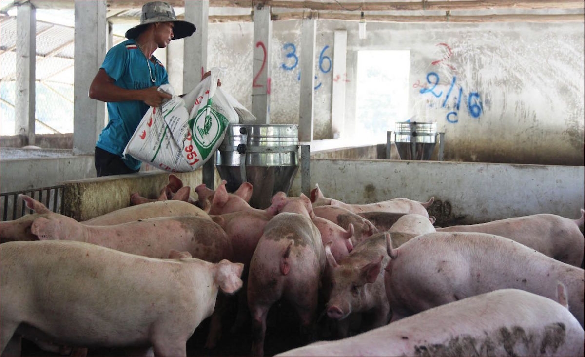 Giá lợn hơi ngày 14/7 trên cả 3 miền tiếp tục giảm 1.000 - 3.000 đồng/kg so với hôm qua.