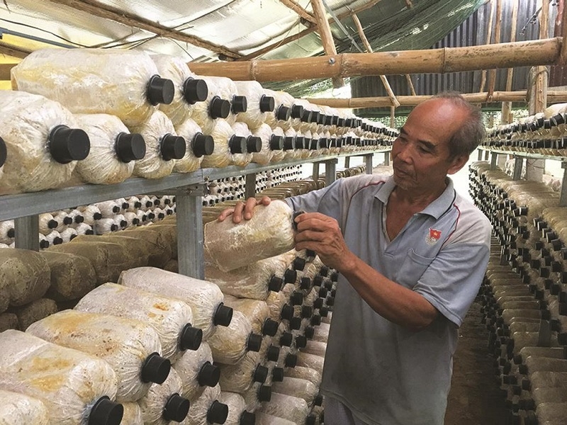 Trồng nấm bào ngư không phân bón và thuốc bảo vệ thực vật giúp bảo vệ môi trường.