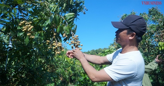 Người dân ở “thủ phủ” nhãn Hưng Yên “ăn nên làm ra” nhờ trồng theo hướng VietGAP.