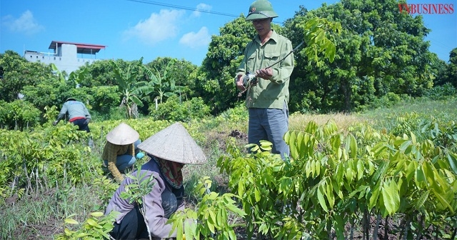 Hàng vạn giống nhãn chất lượng cao chuẩn bị cung cấp ra thị trường.