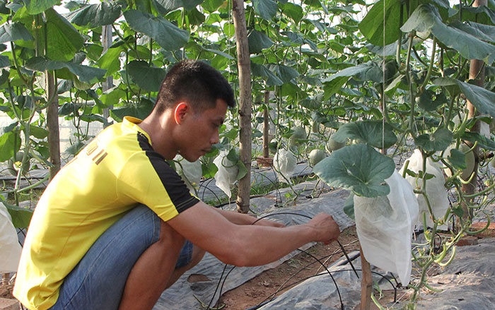 Khu vực trồng dưa lưới của HTX Gia Cát.