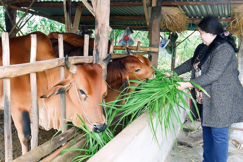 Các lớp đào tạo mô hình nuôi bò bán công nghiệp đã giúp cải thiện đời sống bà con dân tộc thiểu số ở Sông Hinh.