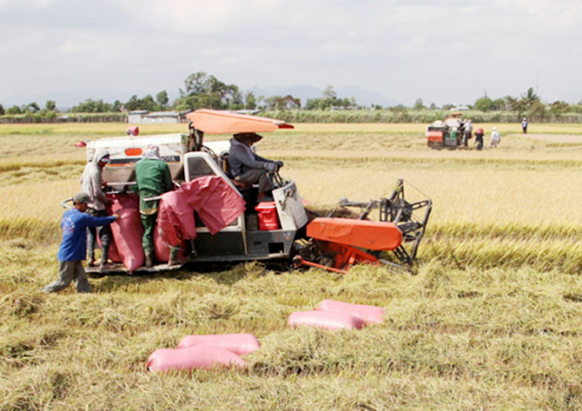 Các HTX sẽ tiếp tục được chú trọng đầu tư, phát triển để làm điểm tựa cho người dân.