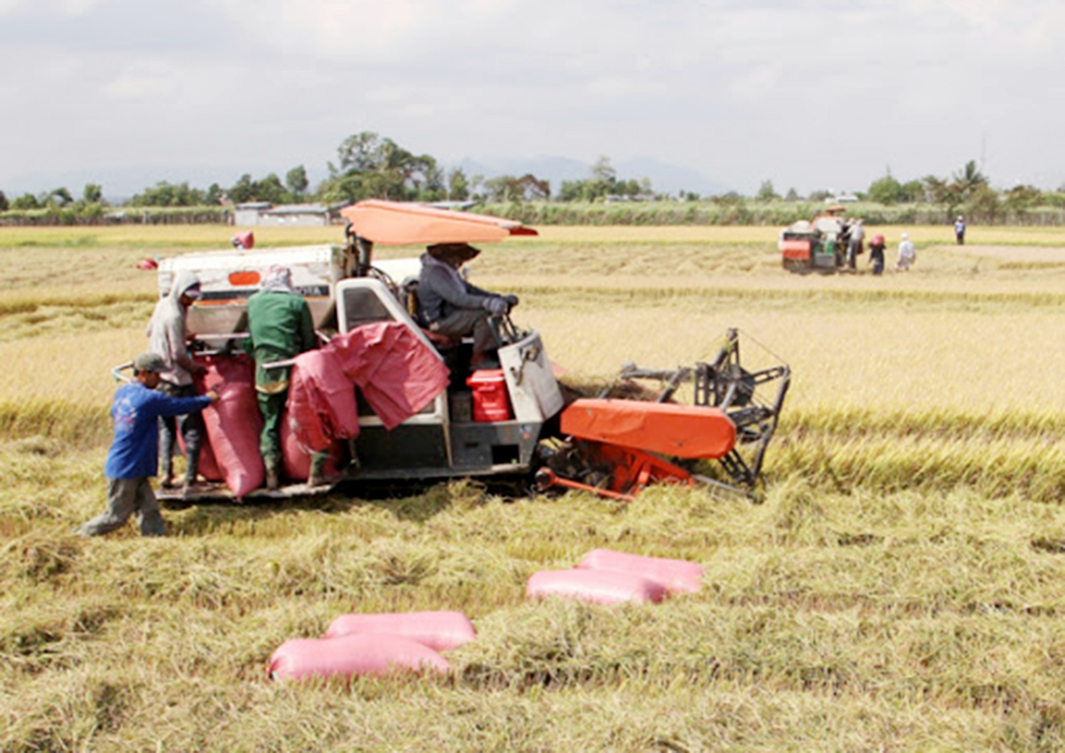 Các HTX sẽ tiếp tục được chú trọng đầu tư, phát triển để làm điểm tựa cho người dân.