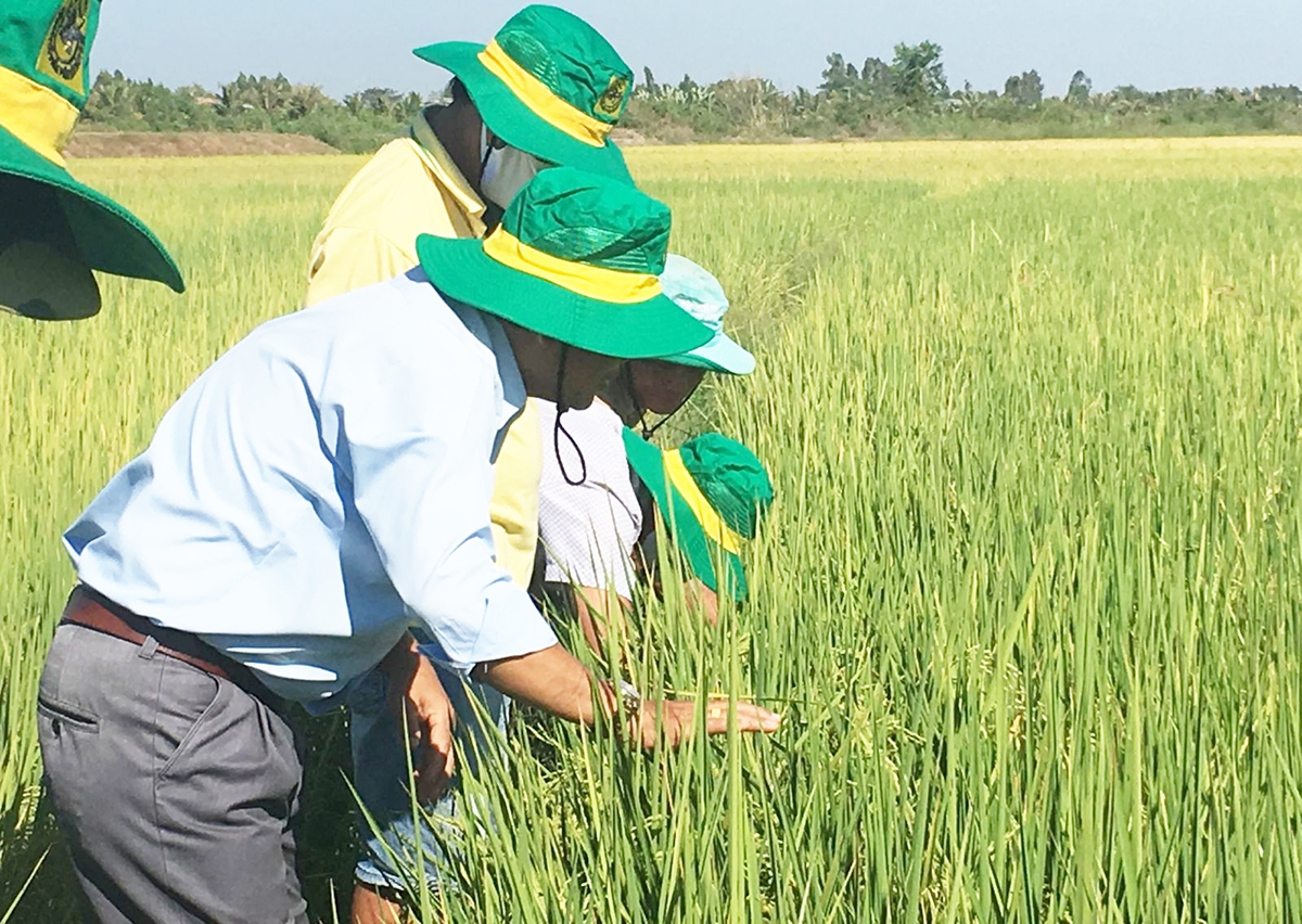 Mô hình trồng lúa thông minh có nhiều ưu điểm vượt trội về kinh tế và môi trường (Ảnh TL).