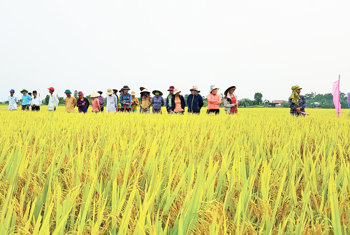 Xã sẽ tiếp tục hỗ trợ nhân rộng diện tích trồng lúa thông minh, nâng cao hiệu quả sản xuất cho người dân (Ảnh TL).