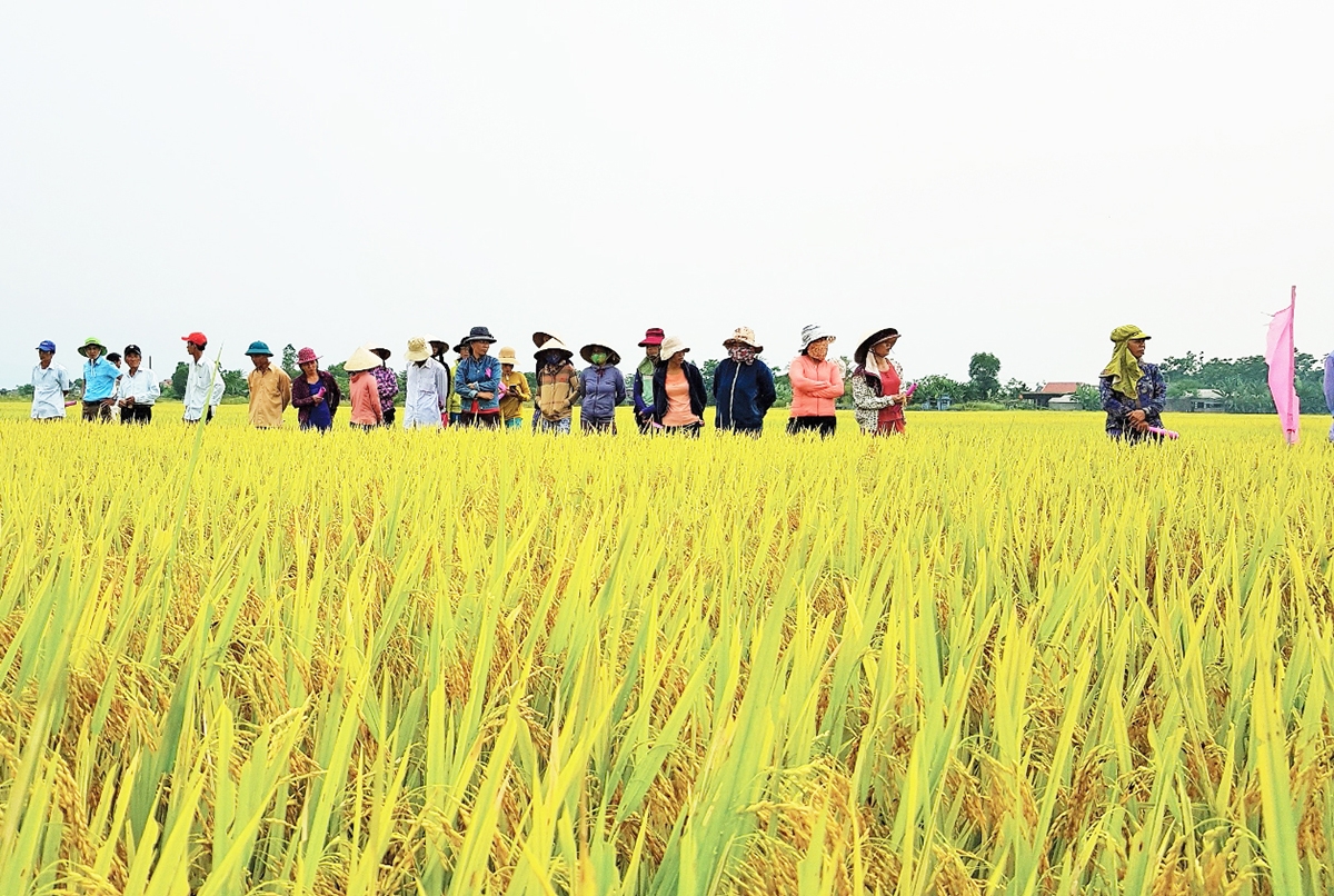 Xã sẽ tiếp tục hỗ trợ nhân rộng diện tích trồng lúa thông minh, nâng cao hiệu quả sản xuất cho người dân (Ảnh TL).