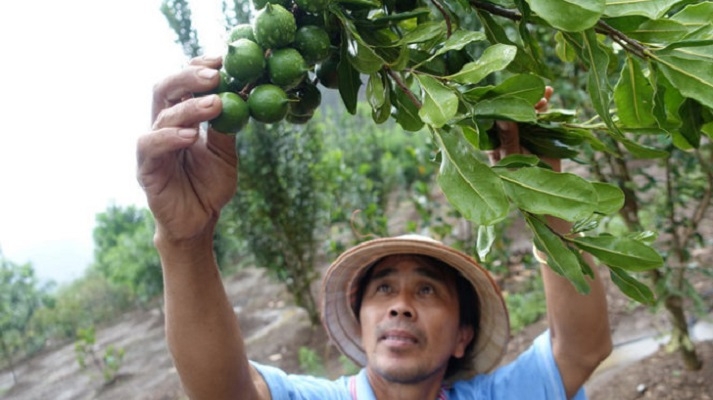 Mắc ca có nhiều lớp vỏ, lại được chăm sóc theo quy trình VietGAP nên thành phẩm bảo đảm sạch khi đến tay người tiêu dùng.