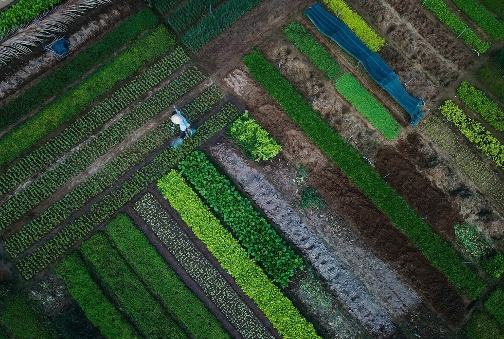 An Mô là địa phương có truyền thống trồng rau màu, nên việc thành lập HTX để hỗ trợ người dân sản xuất rau hữu cơ là vô cùng cần thiết nhằm đáp ứng nhu cầu thị trường.