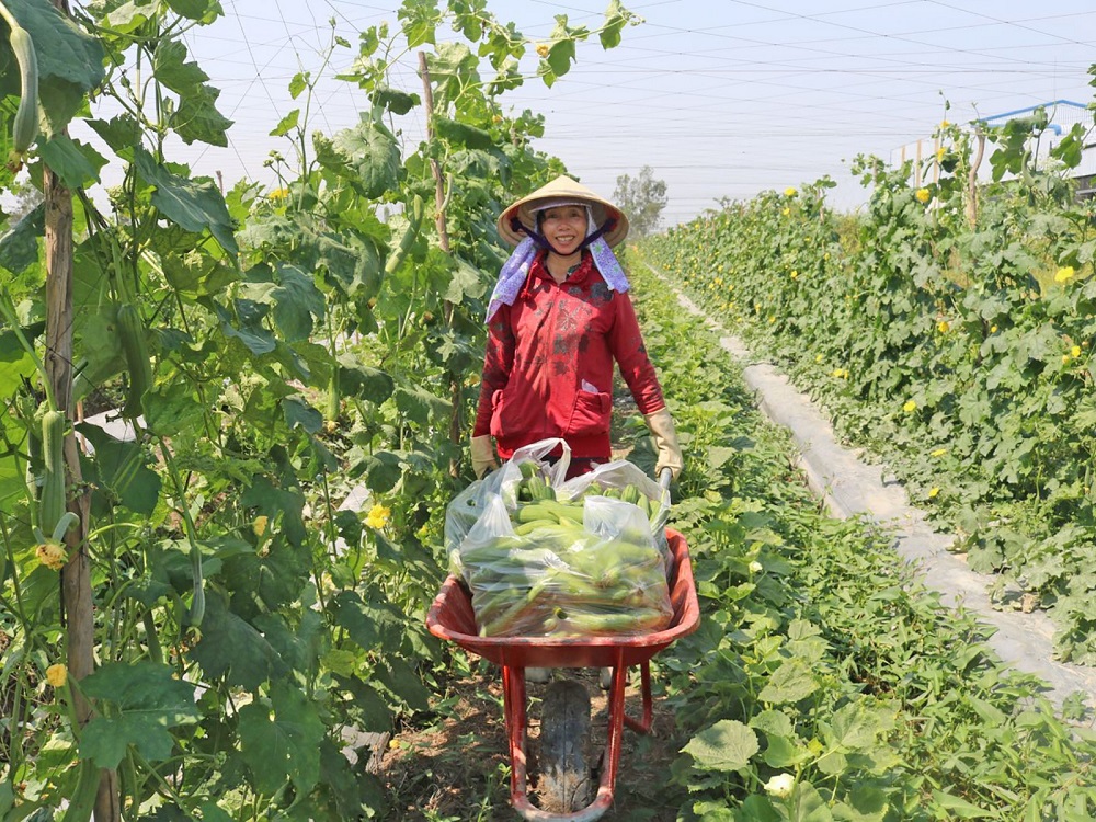 Người dân phấn khởi vì đầu ra cho rau hữu cơ rộng mở.